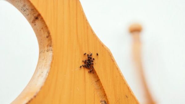 5 astuces pour repérer les nids de punaises de lit