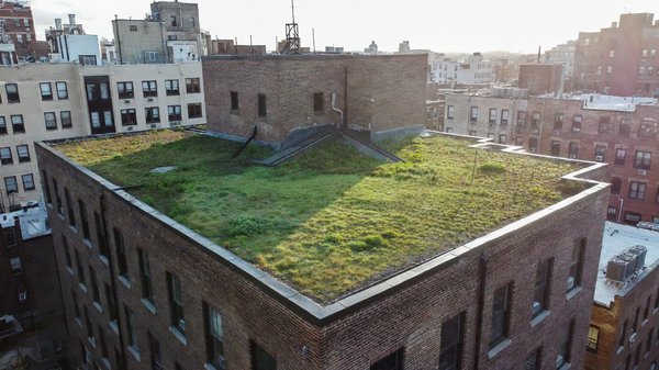 Faut-il végétaliser son toit pour mieux gérer le ruissellement urbain